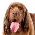 Sussex Spaniel