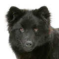 Swedish Lapphund