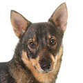 Swedish Vallhund