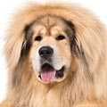 Tibetan Mastiff