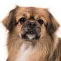 Tibetan Spaniel