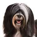 Tibetan Terrier