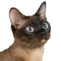 Tonkinese