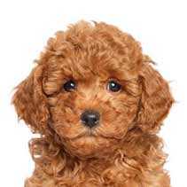 Puppies & Dogs