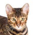 Toyger