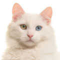 Turkish Angora