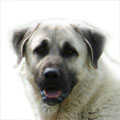 Turkish Kangal