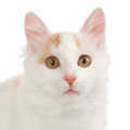 Turkish Van