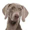 Weimaraner