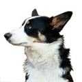 Welsh Collie