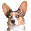 Welsh Corgi Cardigan
