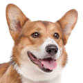 Welsh Corgi Pembroke