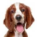 Welsh Springer Spaniel