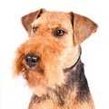 Welsh Terrier
