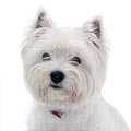 West Highland Terrier