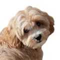 Westiepoo