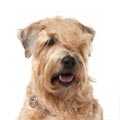 Wheaten Terrier