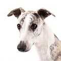 Whippet