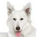 White Swiss Shepherd