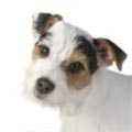 Yorkie Russell
