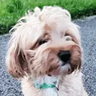 Yorkiepoo