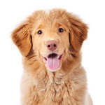 a-z breeds
