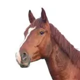    Equestrian