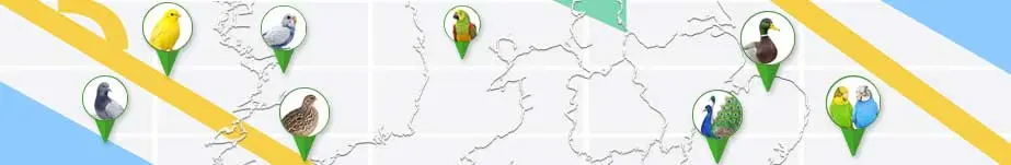 search ads on map