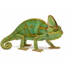 Chameleons