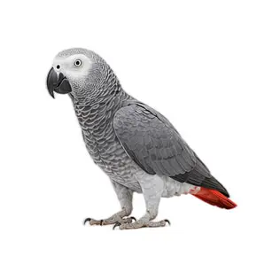 African Grey