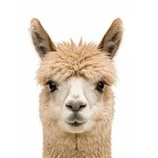 Alpacas