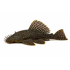 Ancistrus
