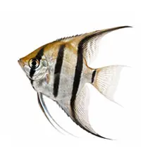 Angel Fish