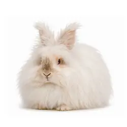 Angora