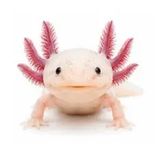Axolotl