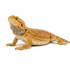 Bearded dragons
