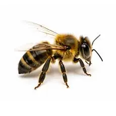 Bees