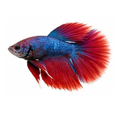 Bettas