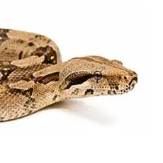 Boa Snakes