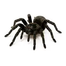 Brazilian Black Tarantula