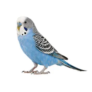 Budgies
