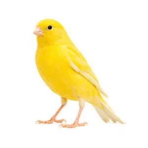 Canaries