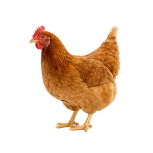 Chickens