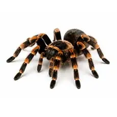 Chilean Rose Tarantula