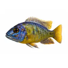 Cichlids