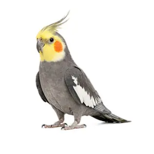 Cockatiels