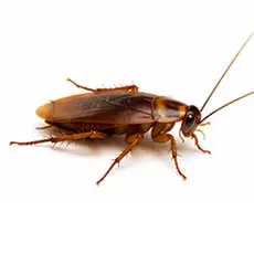 Cockroaches