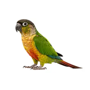 Conures