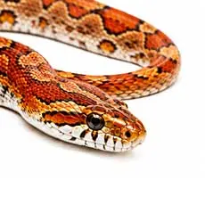 Corn Snake