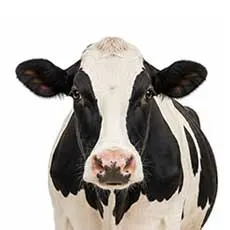 Cows